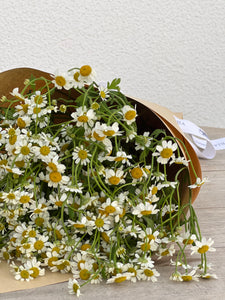 Camomile